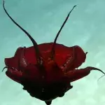 Default image