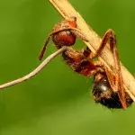 Default image