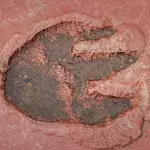 Dino Footprint