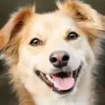 dog disease