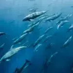 Dolphins