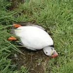 Dozens of dead and sick birds wash up on remote UK island