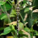 Dragonflies spread north as global temperatures rise- Report