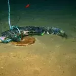 By Dropping Alligators Into the Sea, Scientists Have Made an Incredible Discovery