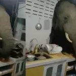 Elephant break in 