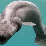 An extremely rare shark has been captured alive in Portugal