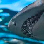 Extremely rare shark species caught on camera off the coast of Wales