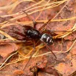 False widow spiders are overtaking UK and Ireland Homes at alarming rate 
