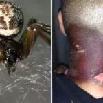 False widow