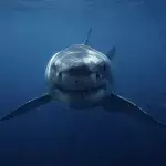 Family in shock after shark attack on 9-year-old son in Miami