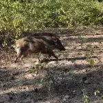 Farmers made an incredible discovery after hunting down this wild pig