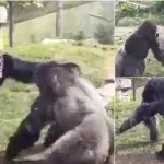 This ferocious yet incredible fight between two gorillas in a zoo will give you a new appreciation for these powerful creatures 