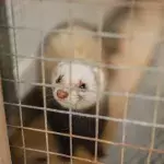 Ferret