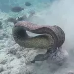 A fight to the death.
