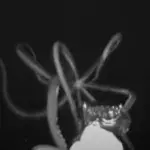 The first US footage of a giant squid.