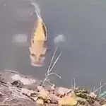 A Fish With A 'Human Face' Spotted In China Is Terrifying The Web