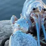 Fisherman catches one in a 100 million ‘cotton-candy’ lobster 