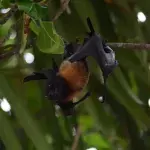 Fruit bat