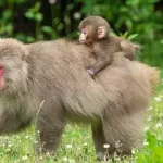 Fukushima: Wild animals have started repopulating this radioactive area (VIDEO)