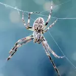 Giant spider invasion