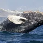 Giant whale