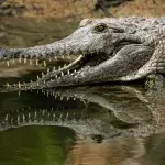 Girl, 8, killed by crocodile while swimming with in a river