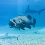 Goliath groupers are known to have a huge appetite 