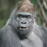 This Gorilla Escaped From London Zoo and You'd Never Guess What He Got Up To