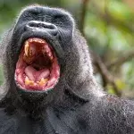 gorilla