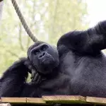 Gorillas perform oral sex on each other in front of horrified kids at zoo 
