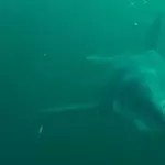 Great White Chase