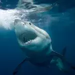 Great White Shark spotted 