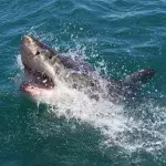 Great white shark