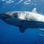 Great white shark