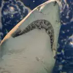 Great white shark