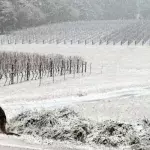 Group Of Kangaroos In The Snow
