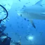 A Group of Sharks Gave These Divers the Fright of Their Lives!