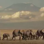 Heard of Elephants