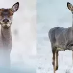 Here Is How You Can Tell The Difference Between A Roe Deer And A Red Deer