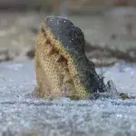 A hibernating alligator, trapped by the ice in a swamp