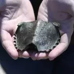 High demand for blood of horseshoe crabs puts them at risk of extinction