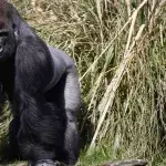 Horrified visitors witnessed this brutal fight between two gorillas
