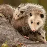 This Horrifying Footage Shows What Happens When A Giant Tarantula Captures A Baby Opossum