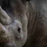 How Captivity Caused Jacob The Rhinoceros To ‘Die From Fatigue’