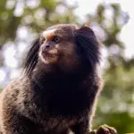 This is how the monkey flushed down the toilet and given cocaine is fairing