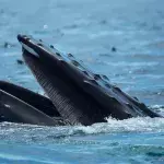 Humpback whale