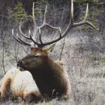 Hunters Found Some Awful Things In This Stag’s Stomach