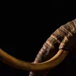 Ice Age: The remains of five mammoths have been discovered in England