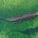 Indonesian crocodile was freed from a tyre after 5 years