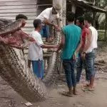 Indonesian Villagers Fought Off This Massive Python That Stumbled Into Their Home